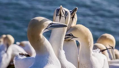 开云体育App-多年对手已是过眼云烟 诺维茨基心态平和迎接盛典