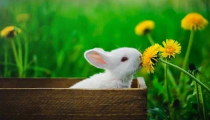 开云：开启数字化新纪元的云端伙伴